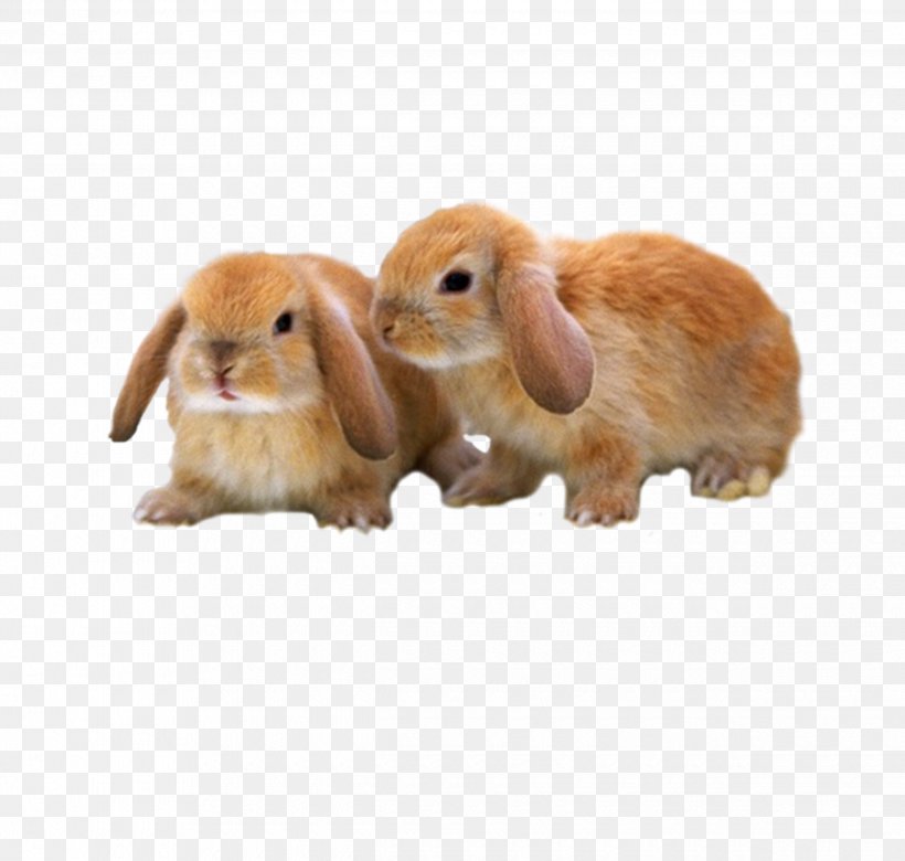 Mini Lop Mini Rex Holland Lop Netherland Dwarf Rabbit Rex Rabbit, PNG, 2480x2362px, Mini Lop, Animal, Cuteness, Domestic Rabbit, Dwarf Rabbit Download Free
