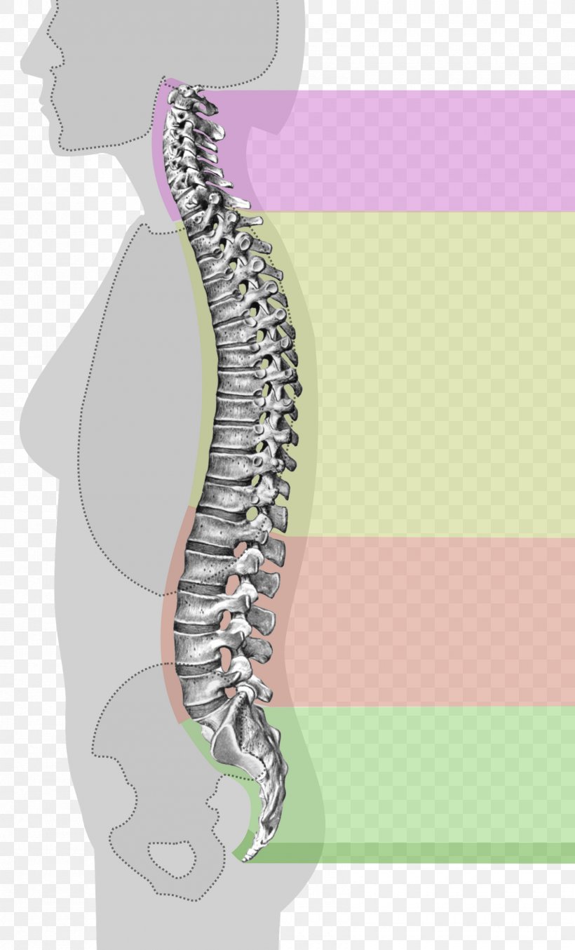 Vertebral Column Spinal Stenosis Neutral Spine Back Pain, PNG, 1680x2776px, Watercolor, Cartoon, Flower, Frame, Heart Download Free