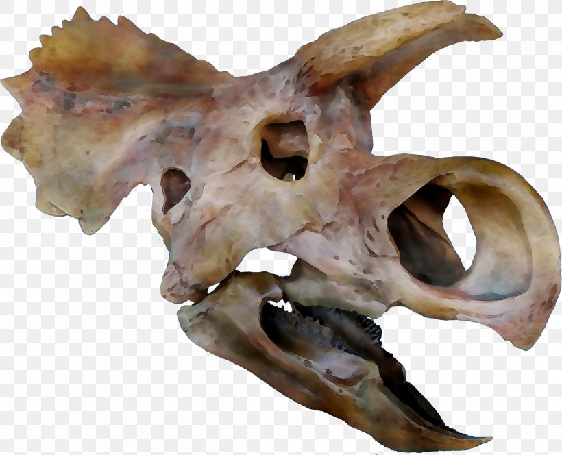 Bone Figurine, PNG, 2399x1943px, Bone, Animal Figure, Dinosaur, Figurine, Jaw Download Free