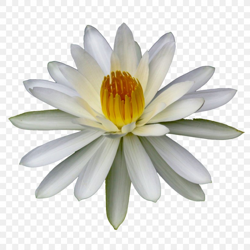 Flower Lilium Water Lilies Body Of Water Plant, PNG, 1280x1280px, Flower, Body Of Water, Daisy Family, Information, Larva Download Free