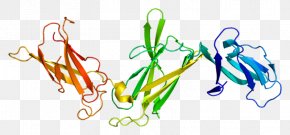 Interleukin 12 Receptor, Beta 1 Subunit Interleukin-12 Subunit Beta Interleukin 23 Subunit Alpha PNG
