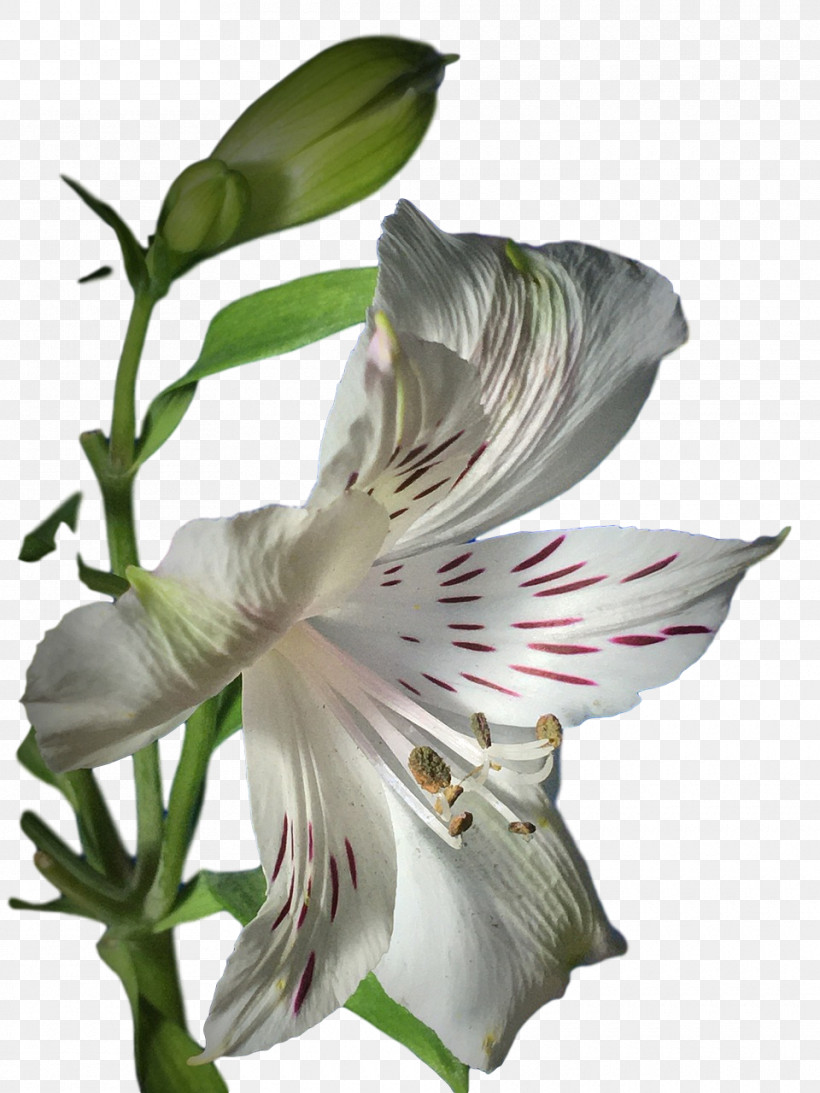 Lily Of The Incas Jersey Lily Petal Flower Amaryllis, PNG, 960x1280px, Lily Of The Incas, Amaryllis, Biology, Flower, Jersey Lily Download Free