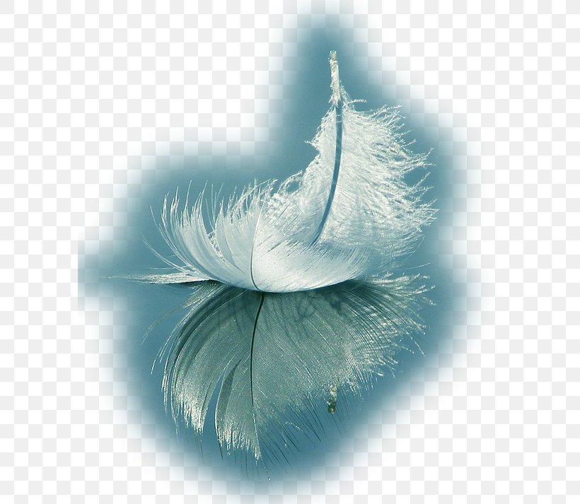 White Feather Spirituality Love, PNG, 600x713px, Feather, Avengers Infinity War, Close Up, Crystal Healing, Egret Download Free