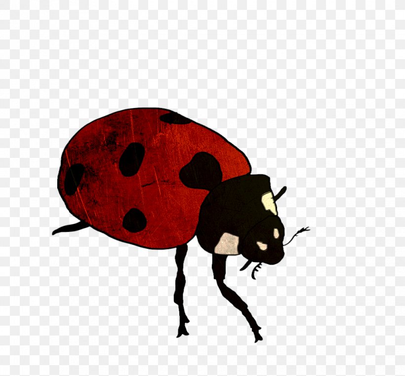 Beetle Pest Snout Insect Clip Art, PNG, 1032x960px, Beetle, Arthropod, Insect, Invertebrate, Lady Bird Download Free