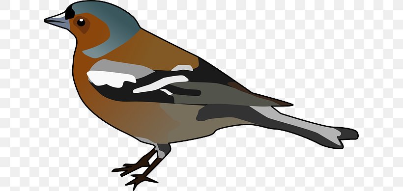Common Chaffinch Clip Art, PNG, 640x389px, Finch, Beak, Bird, Blog, Common Chaffinch Download Free