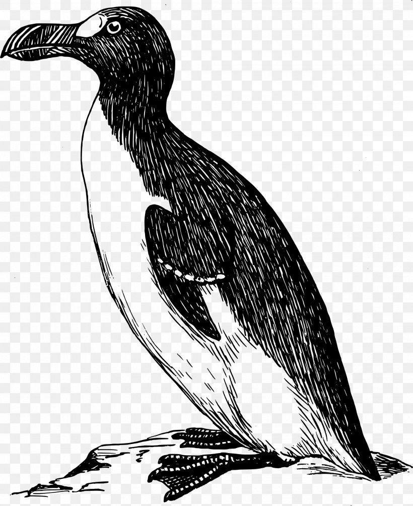 Drawing Great Auk Clip Art, PNG, 1959x2400px, Drawing, Art, Auk, Beak, Bird Download Free