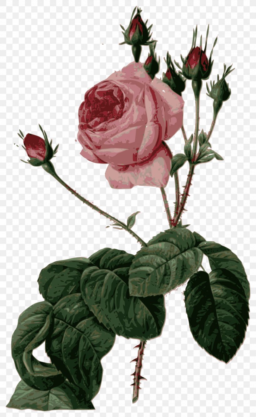 Les Roses Pierre-Joseph Redouté (1759-1840) Cabbage Rose Painter Canvas, PNG, 1475x2400px, Les Roses, Art, Branch, Cabbage Rose, Canvas Download Free