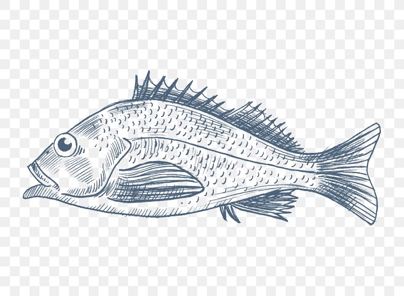 Northern Red Snapper Pacific Ocean Perch Fish Tilapia, PNG, 800x600px, Northern Red Snapper, Artwork, Barramundi, Cod, Drawing Download Free