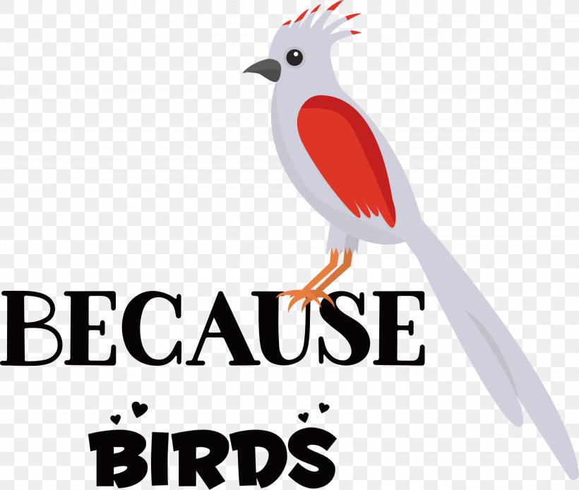 Because Birds Bird Animal, PNG, 3000x2542px, Bird, Animal, Beak, Biology, Birds Download Free