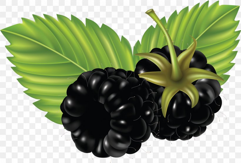 Blackberry Fruit Clip Art, PNG, 4830x3276px, Blackberry, Berry, Bramble, Food, Fruit Download Free