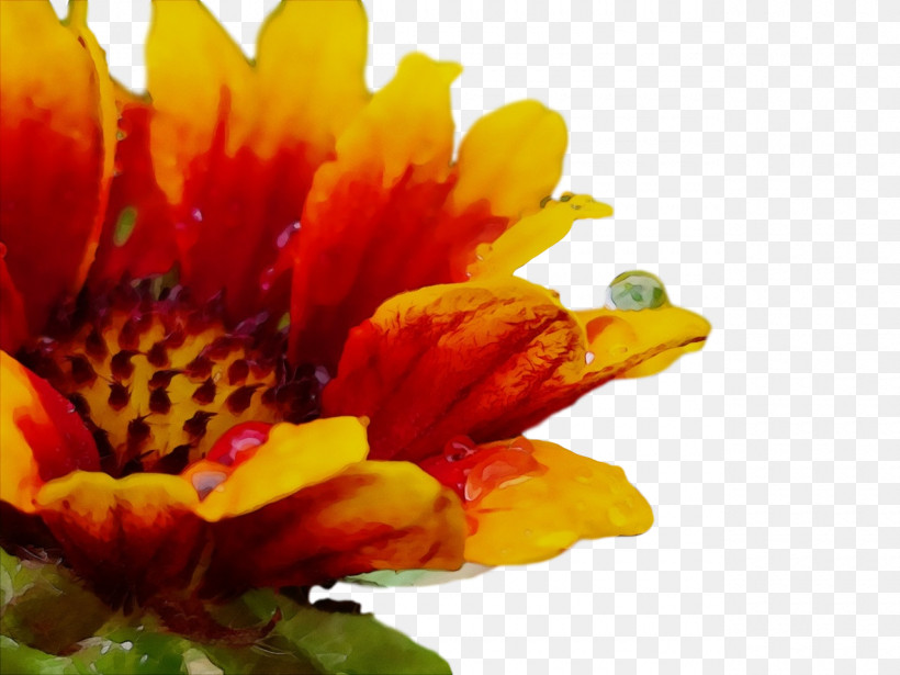 Chrysanthemum Transvaal Daisy Pollen Petal Yellow, PNG, 1280x960px, Watercolor, Biology, Chrysanthemum, Closeup, Flower Download Free
