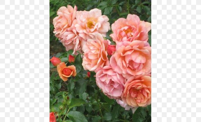 Floribunda Garden Roses Cabbage Rose China Rose Memorial Rose, PNG, 500x500px, Floribunda, Annual Plant, Bare Root, Begonia, Cabbage Rose Download Free