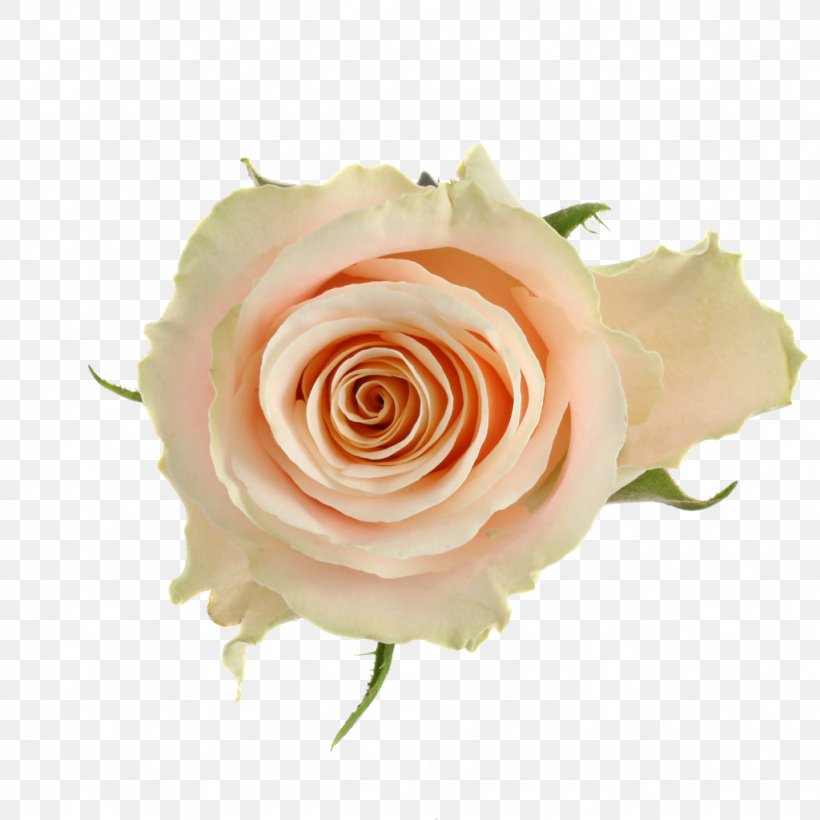 Garden Roses Cabbage Rose Floribunda Cut Flowers Flower Bouquet, PNG, 1024x1024px, Garden Roses, Blossom, Cabbage Rose, Close Up, Cut Flowers Download Free