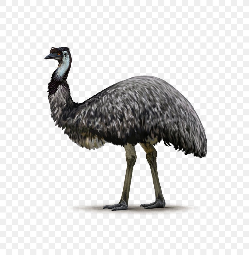 Common Ostrich Flightless Bird Emu Ratite, PNG, 600x840px, Common Ostrich, Beak, Bird, Bird Egg, Cassowary Download Free