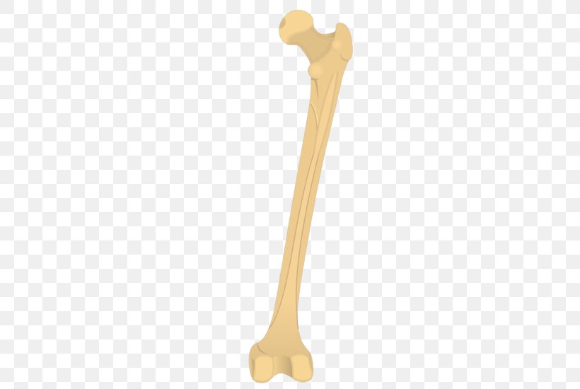 Femur Bone Anatomy Gluteal Tuberosity Humerus, PNG, 619x550px, Femur, Anatomy, Arm, Bone, Epicondyle Download Free