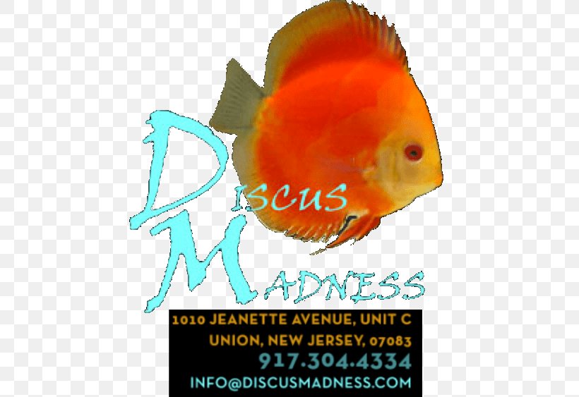 Fish Discus Madness Logo Whatcha See Is Whatcha Get, PNG, 482x563px, Fish, Aquarium, Aquarium Fish Feed, Biology, Discus Download Free