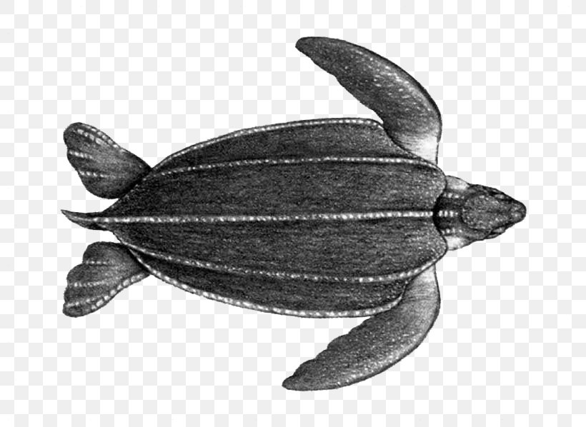 Leatherback Sea Turtle Loggerhead Sea Turtle Marine Mammal Terrestrial Animal, PNG, 800x598px, Leatherback Sea Turtle, Animal, Black And White, Fauna, Fish Download Free