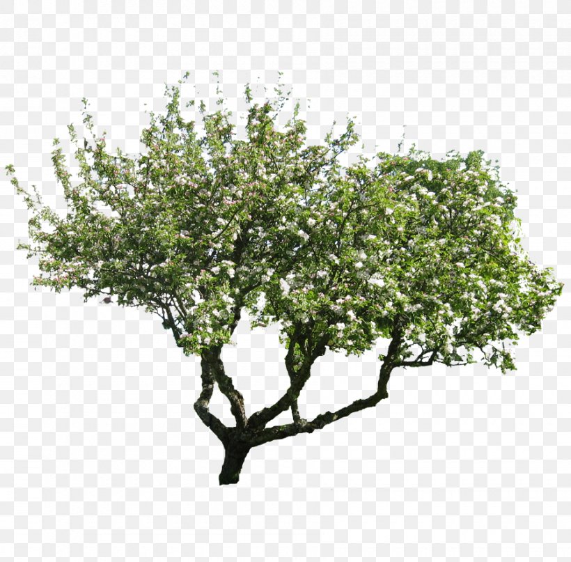 Tree Hawthorn Pine Stock Photography, PNG, 900x886px, Tree, Branch, Gum Arabic Tree, Hawthorn, Information Download Free