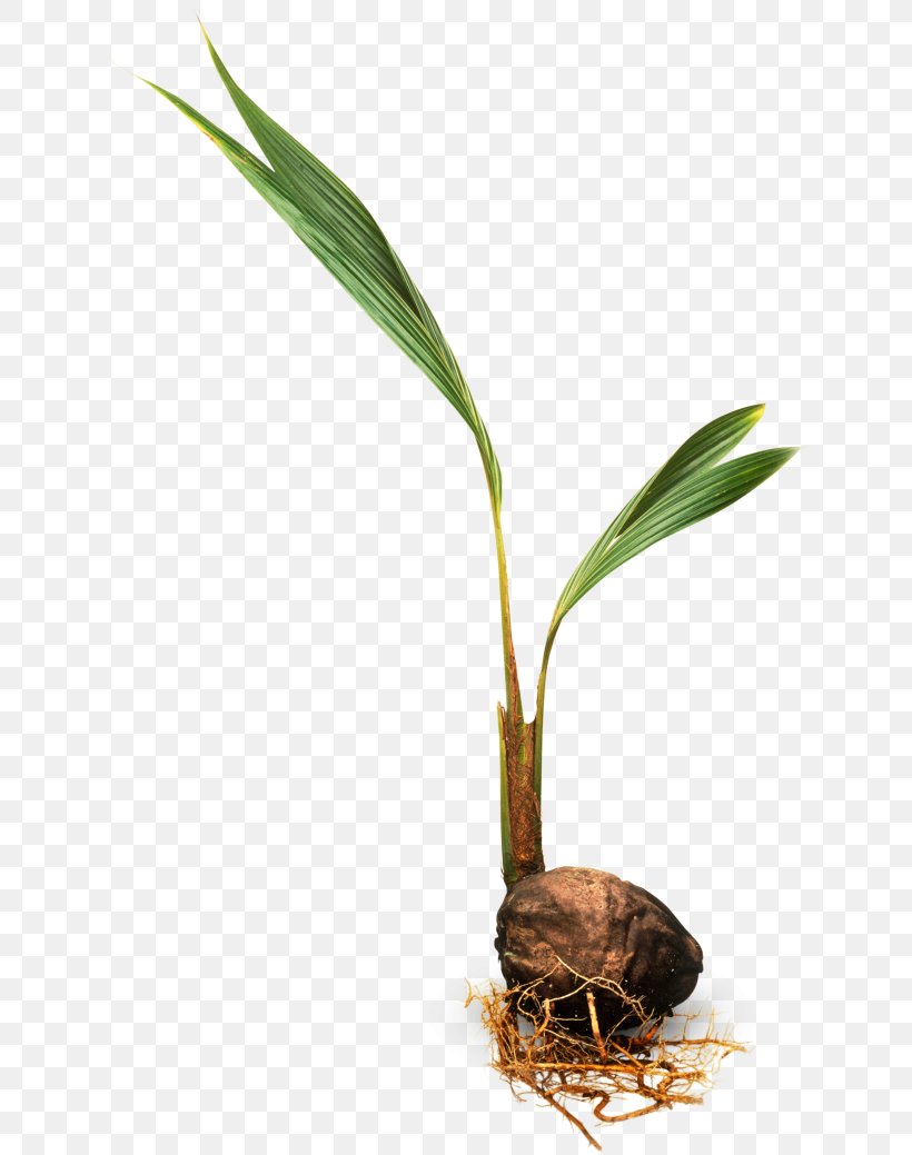 Trees For Kids Arecaceae Coconut Plant, PNG, 640x1039px, Trees For Kids, Arecaceae, Asian Palmyra Palm, Coconut, Flower Download Free
