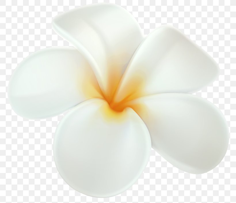 Hawaii Frangipani Clip Art Flower, PNG, 800x704px, Hawaii, Aloha, Drawing, Flower, Frangipani Download Free