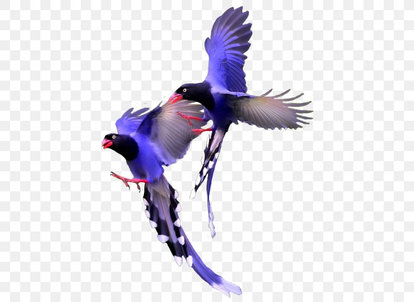 Bird Color, PNG, 600x600px, Bird, Animal, Beak, Blue, Color Download Free
