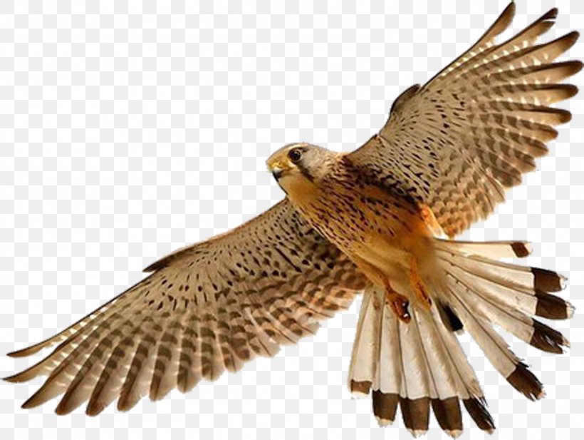 Bird Falcon Clip Art, PNG, 1601x1206px, Bird, Accipitriformes, Beak, Bird Of Prey, Buzzard Download Free