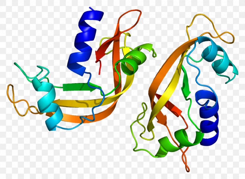 Bovine Pancreatic Ribonuclease Ribonuclease 4 Endoribonuclease, PNG, 931x680px, Ribonuclease, Angiogenin, Area, Art, Bovine Pancreatic Ribonuclease Download Free