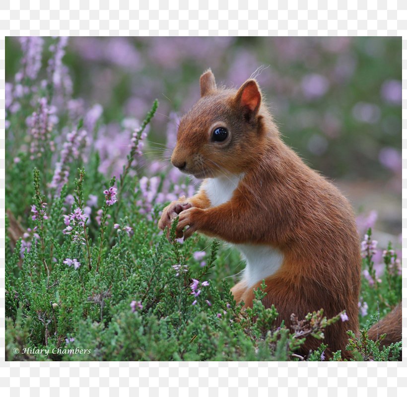 Chipmunk Fox Squirrel 02021 Whiskers, PNG, 800x800px, Chipmunk, Fauna, Fox Squirrel, Grass, Mammal Download Free