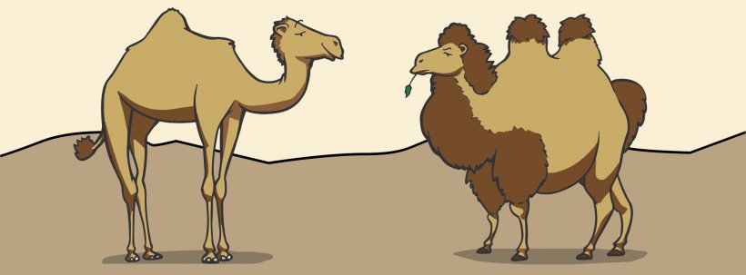 Dromedary Bactrian Camel Morocco Pack Animal, PNG, 2160x800px, Dromedary, Animal, Animal Figure, Arabian Camel, Bactrian Camel Download Free