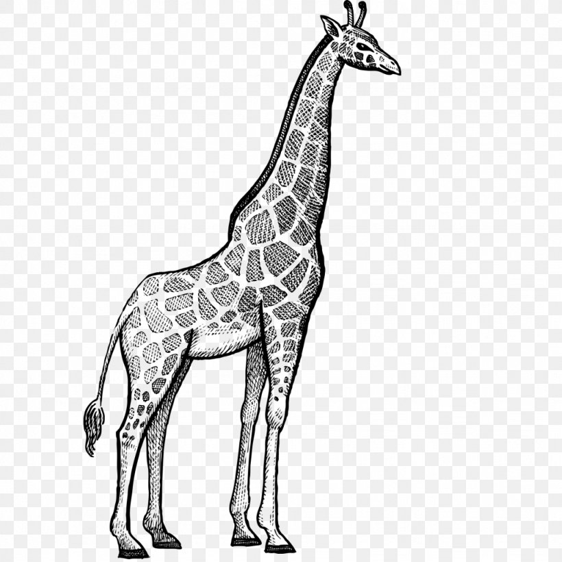 Giraffe Rhinoceros Okapi Lion Hippopotamus, PNG, 1024x1024px, Giraffe, Black And White, Drawing, Elephant, Fauna Download Free
