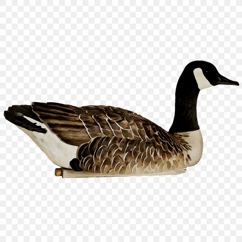 Mallard Goose Avian-X Decoy Duck, PNG, 1503x1503px, Mallard, Avianx, Beak, Bird, Canada Download Free