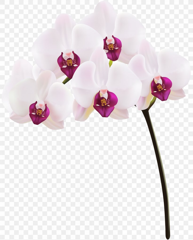 Orchids Clip Art, PNG, 6418x8000px, Orchids, Artificial Flower, Blossom, Cut Flowers, Flower Download Free
