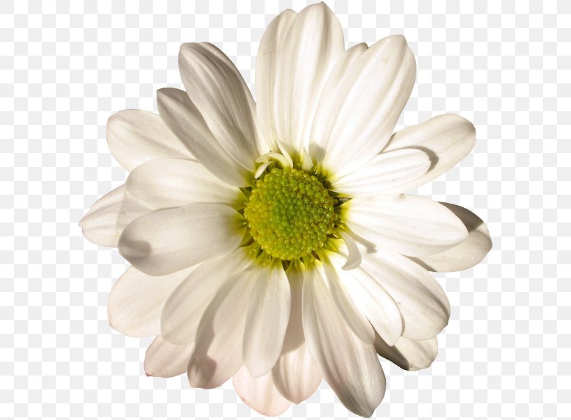 Oxeye Daisy German Chamomile Cut Flowers Petal, PNG, 600x604px, Oxeye Daisy, Blog, Chamaemelum Nobile, Chamomiles, Chrysanthemum Download Free