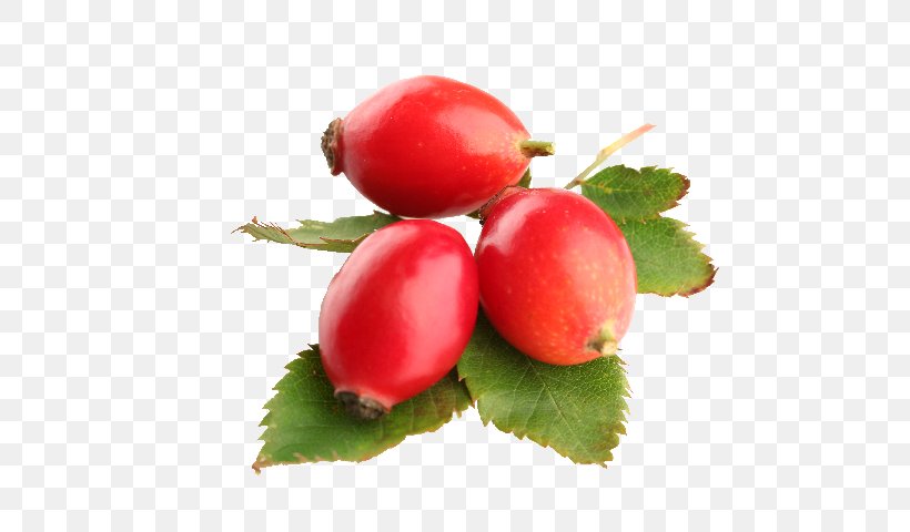 Rose Hip Seed Oil Carrier Oil Food, PNG, 577x480px, Rose Hip, Accessory Fruit, Acerola Family, Berry, Carrier Oil Download Free