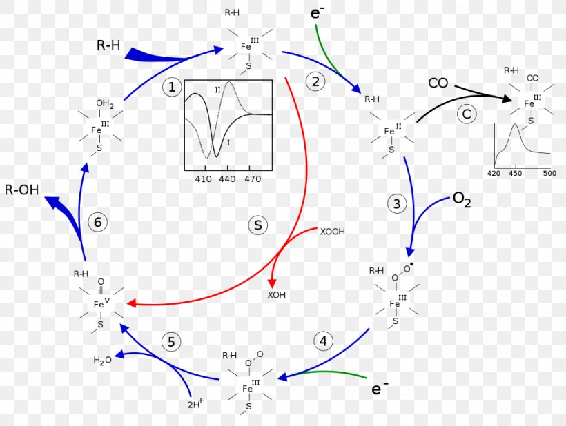 Cytochrome P450 Enzyme CYP3A4 Oxidase, PNG, 1019x768px, Cytochrome P450, Area, Biochemistry, Blue, Catalysis Download Free