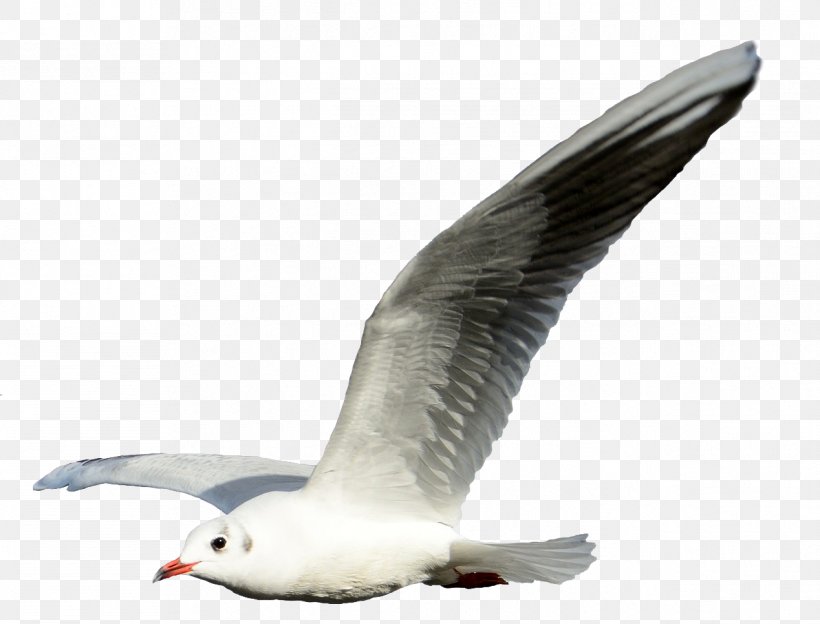 Gulls Bird Flight Clip Art, PNG, 1268x966px, Gulls, Aviary, Beak, Bird, Bird Flight Download Free