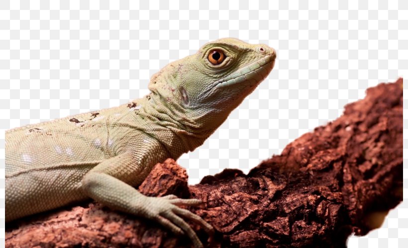 Lizard Chameleons Reptile Desktop Wallpaper Green Iguana, PNG, 800x500px, Lizard, Agama, Agamidae, Animal, Chameleons Download Free