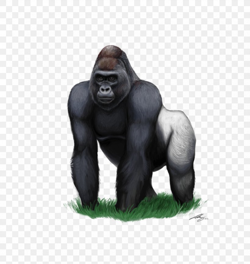 Western Lowland Gorilla Clip Art, PNG, 869x920px, Gorilla, Animal, Chimpanzee, Drawing, Great Ape Download Free