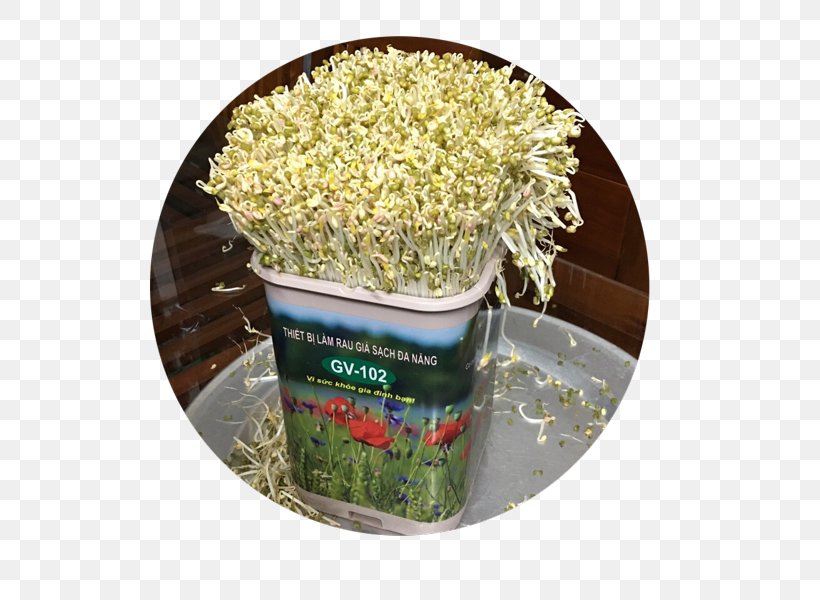 Bean Sprout National Office Of Intellectual Property Of Vietnam Distribution Food, PNG, 600x600px, Bean Sprout, Business, Cellophane Noodles, Commodity, Distribution Download Free