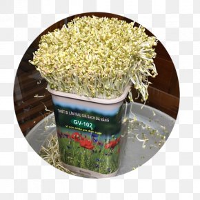 May 20 - Bean Sprout National Office Of Intellectual Property Of Vietnam Distribution Food PNG