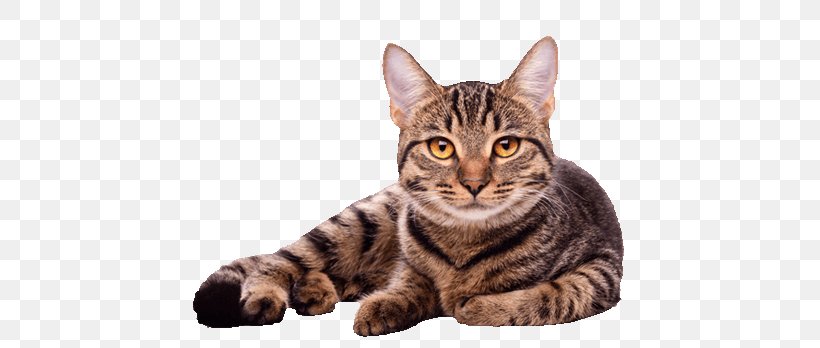Cat Purrs Of Wisdom: Conscious Living, Feline Style Dog Pet Sitting, PNG, 525x348px, Cat, American Shorthair, American Wirehair, Asian, Australian Mist Download Free