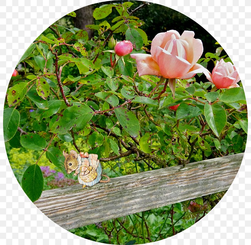 Centifolia Roses Rosaceae Garden Roses Groundcover Flower, PNG, 800x800px, Centifolia Roses, Family, Flower, Flowering Plant, Garden Download Free