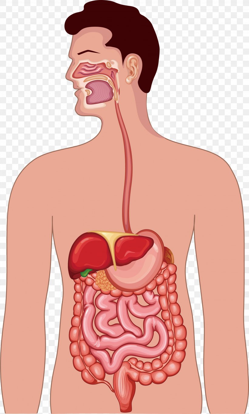 Gastrointestinal Tract Human Digestive System Anatomy Illustration, PNG, 2659x4426px, Watercolor, Cartoon, Flower, Frame, Heart Download Free