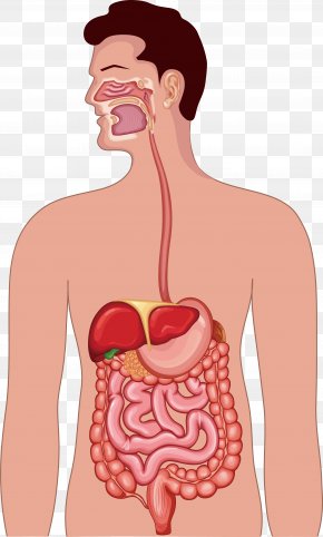 Human Body Function Design - Gastrointestinal Tract Human Digestive System Anatomy Illustration PNG