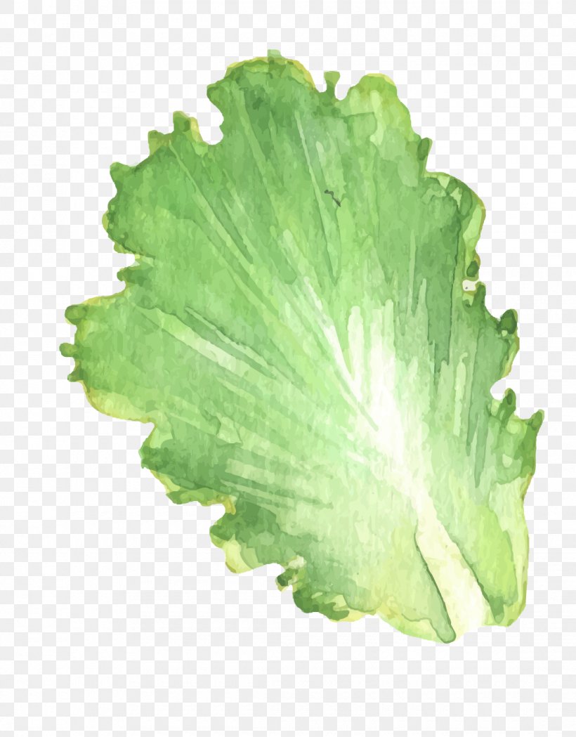 Leaf Vegetable Chinese Cabbage, PNG, 1120x1433px, Leaf, Cabbage, Chinese Cabbage, Leaf Vegetable, Lettuce Download Free
