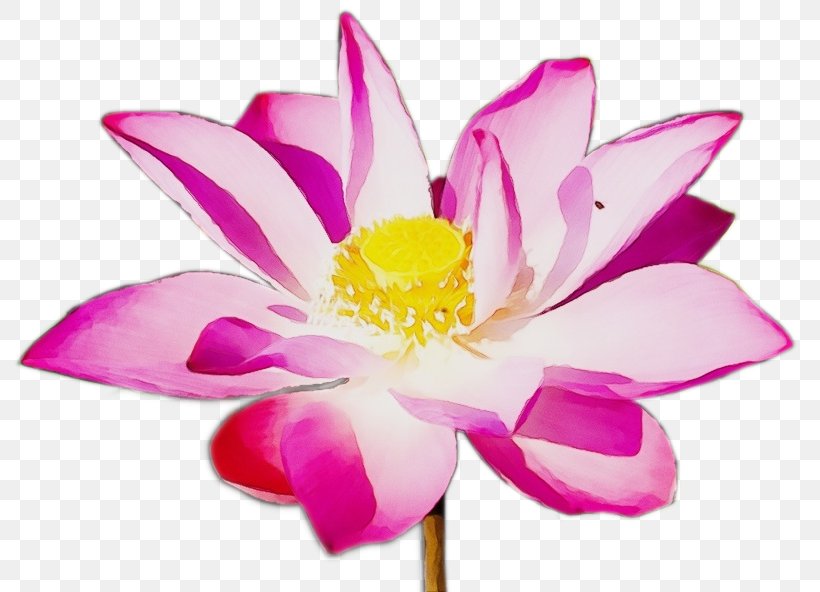 Pink Flower Cartoon, PNG, 805x592px, Kriya Yoga, Ananda Yoga, Annual Plant, Aquatic Plant, Ashram Download Free