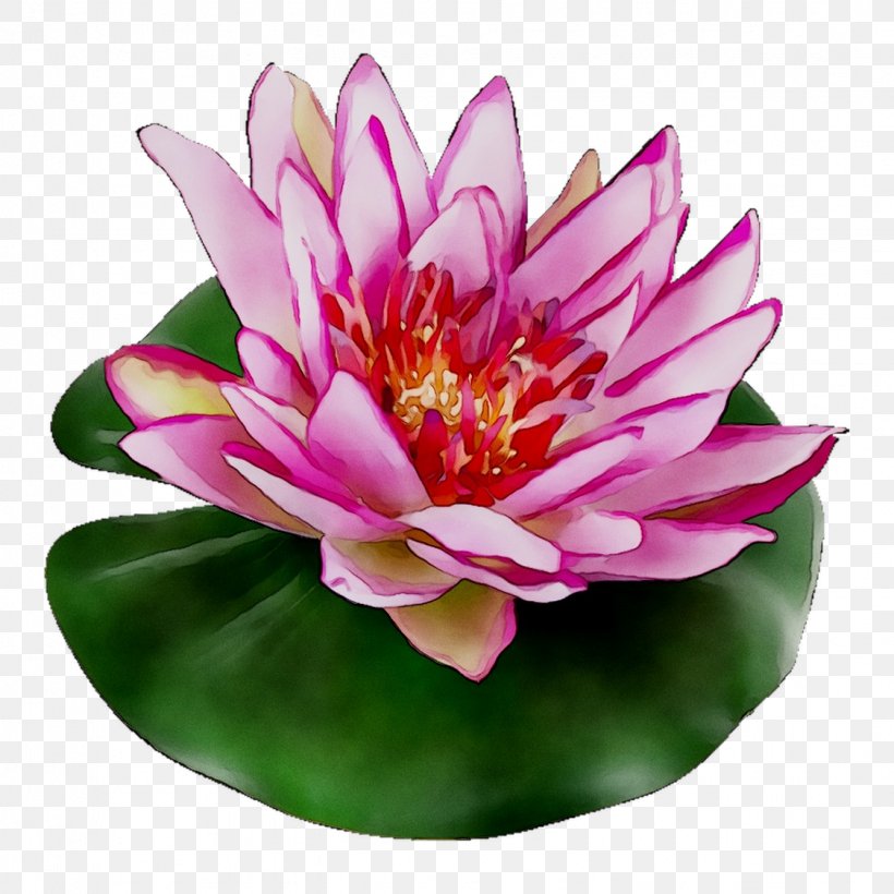 Sacred Lotus Electronic Cigarette Aerosol And Liquid Petal Flower, PNG, 1125x1125px, Sacred Lotus, Aerosol, Annual Plant, Aquatic Plant, Art Download Free