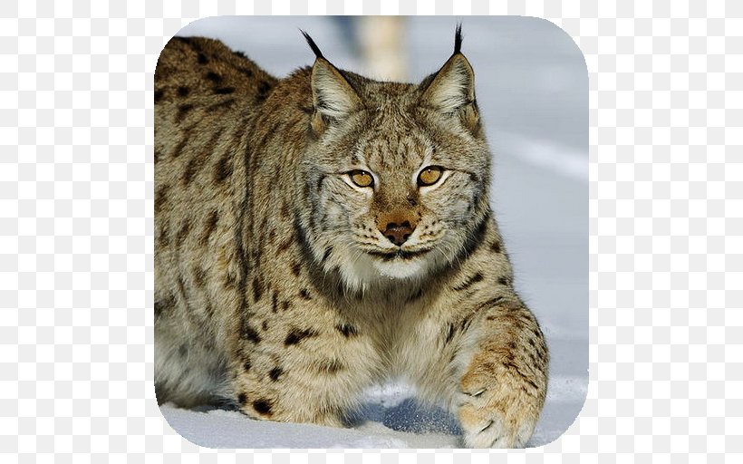 Eurasian Lynx Felidae Canada Lynx Lake Baikal Brown Bear, PNG, 512x512px, Eurasian Lynx, Animal, Bobcat, Brown Bear, California Spangled Download Free