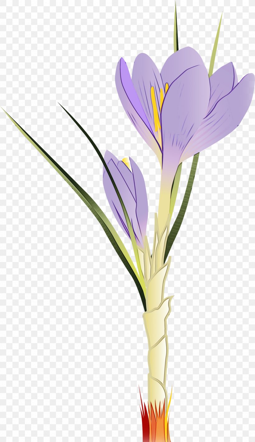 Flower Cretan Crocus Flowering Plant Crocus Tommie Crocus, PNG, 1446x2500px, Watercolor, Cretan Crocus, Crocus, Flower, Flowering Plant Download Free