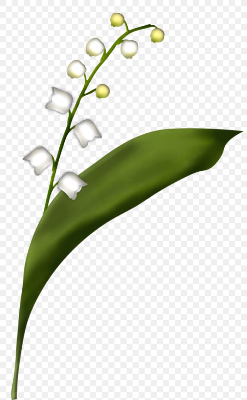 Flower Lily Of The Valley Centerblog, PNG, 800x1326px, Flower, Blog, Blume, Centerblog, Diary Download Free